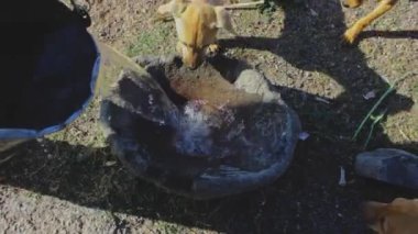 Yavrular su içen köpeğe susamışlar. Yüksek kaliteli FullHD görüntüler