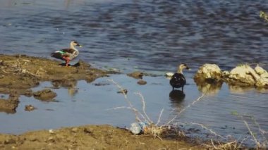 Nehir suyundaki ördekler vahşi yaşam gölü. Yüksek kaliteli FullHD görüntüler