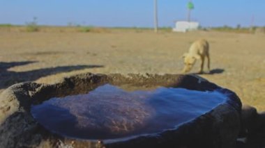 Yavrular su içen köpeğe susamışlar. Yüksek kaliteli FullHD görüntüler
