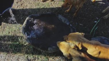 Yavrular su içen köpeğe susamışlar. Yüksek kaliteli FullHD görüntüler