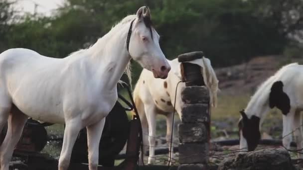Koń Rzeczka Przyroda Zwierzę Biały Woda Wysokiej Jakości Materiał Filmowy — Wideo stockowe