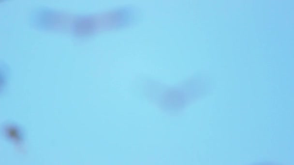 Птицы Летящие Небе Синим Ярко Золотистым Зеленым Высококачественные Fullhd Кадры — стоковое видео