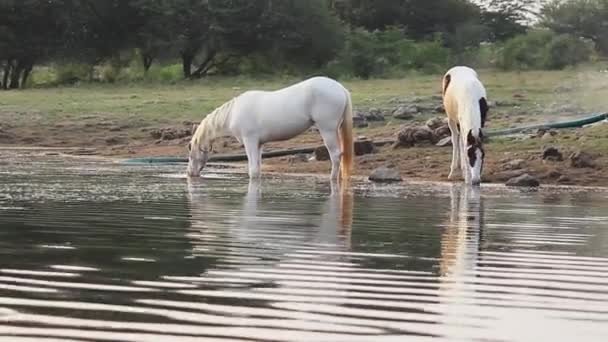 Cavalo Rio Natureza Animal Água Branca Imagens Fullhd Alta Qualidade — Vídeo de Stock