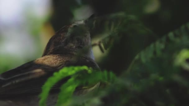 Passero Uccello Giardino Natura All Aperto Ramo Albero Filmati Fullhd — Video Stock