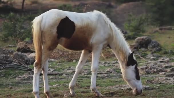 Cavalo Rio Natureza Animal Água Branca Imagens Fullhd Alta Qualidade — Vídeo de Stock