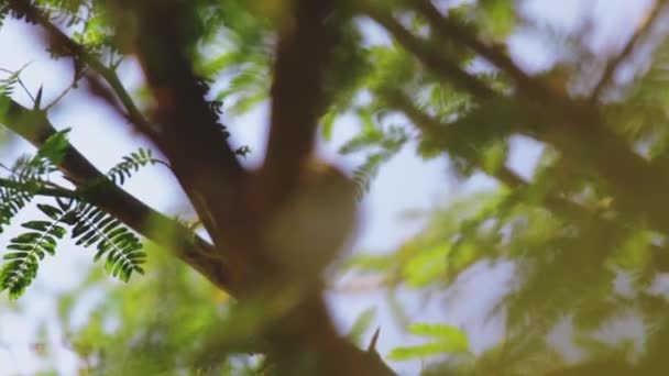 Gorrión Pájaro Jardín Naturaleza Rama Árbol Aire Libre Imágenes Fullhd — Vídeo de stock
