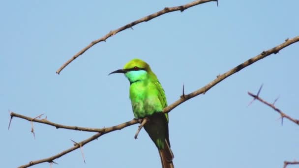 Bico Galho Pássaro Verde Sentado Retrato Imagens Fullhd Alta Qualidade — Vídeo de Stock