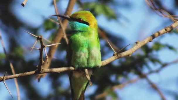 Pico Rama Pájaro Verde Sentado Retrato Imágenes Fullhd Alta Calidad — Vídeos de Stock