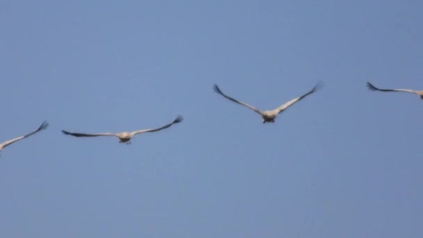 Πουλιά Που Πετούν Στον Ουρανό Μπλε Λαμπερό Χρυσό Πράσινο Υψηλής — Αρχείο Βίντεο