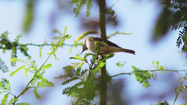 Sparrow Pássaro Jardim Natureza Árvore Ramo Livre Imagens Fullhd Alta — Vídeo de Stock