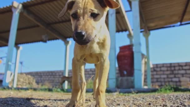 Cachorros Agua Potable Perro Mascota Sediento Imágenes Fullhd Alta Calidad — Vídeo de stock
