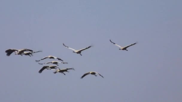 Πουλιά Που Πετούν Στον Ουρανό Μπλε Λαμπερό Χρυσό Πράσινο Υψηλής — Αρχείο Βίντεο