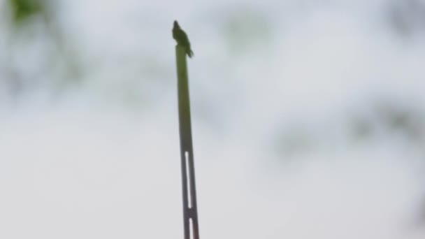 Αετοπούλι Κάθεται Υπονοώντας Ελεύθερη Μύγα Υψηλής Ποιότητας Υλικό Fullhd — Αρχείο Βίντεο
