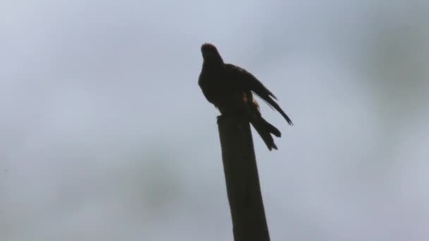 ワシの鳥の無料のフライを示唆座っ 高品質のフルHd映像 — ストック動画