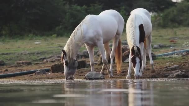 Άλογο Στο Ποτάμι Φύση Των Ζώων Λευκό Νερό Υψηλής Ποιότητας — Αρχείο Βίντεο