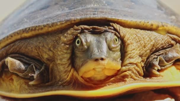 Baby Schildkröte Geht Sandgelb Aus Nächster Nähe Hochwertiges Fullhd Filmmaterial — Stockvideo