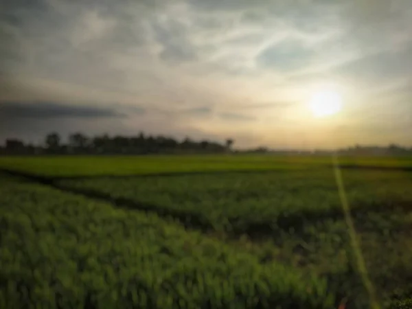 日落前模糊稻田景观的背景摘要 — 图库照片