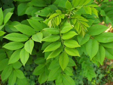 Gliricidia sepium, genellikle canlı çit olarak kullanılan bir çalı türüdür.