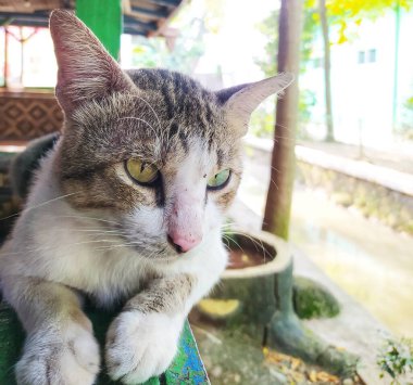 Evcil bir kedi evin terasında dinleniyor.