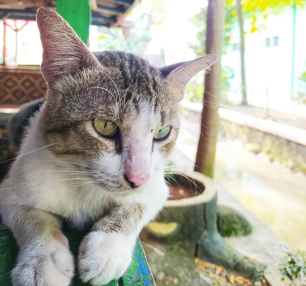 Eine Hauskatze Entspannt Sich Auf Der Terrasse Des Hauses — Stockfoto