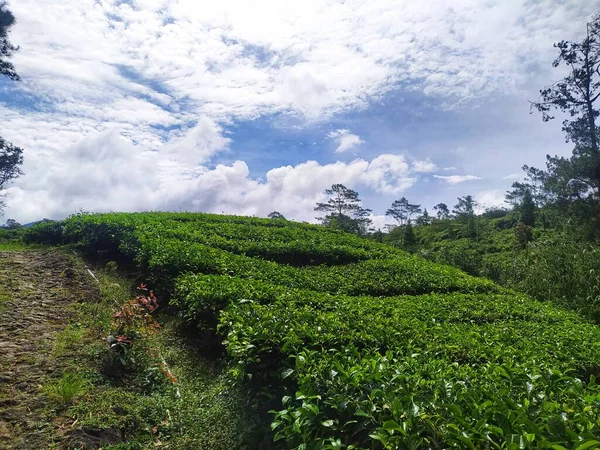 Удивительный Вид Просторный Чайный Сад Облачным Ясным Голубым Небом — стоковое фото