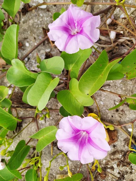 Stock image Ipomoea pes-caprae, in Indonesia called the katang katang or tread horse plant, grows on sandy beaches, the flowers are beautiful purple