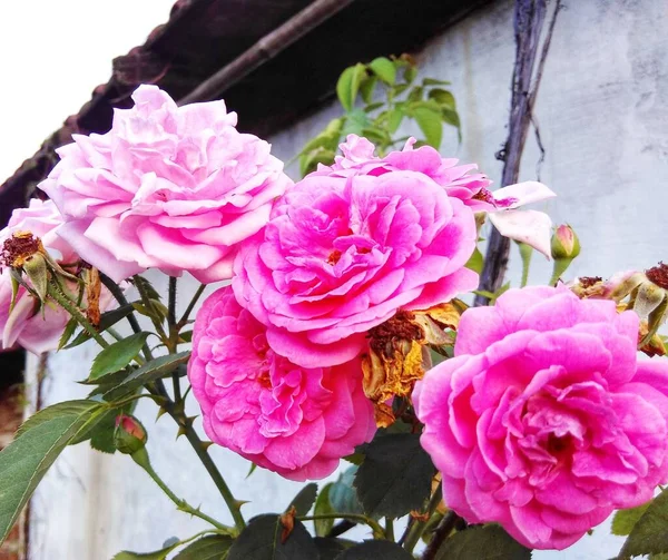 Belle Rose Rosa Che Fioriscono Nel Cortile — Foto Stock