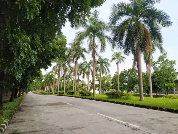 Endüstriyel Bir Bölgede Otoyol Palmiye Ağaçları Kenarlardaki Diğer Ağaçlar Çevredeki — Stok fotoğraf