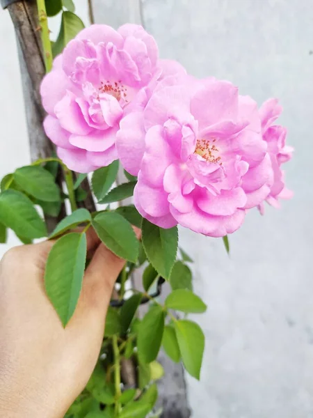 Hand Hält Rosa Rosenpflanze Hof Schöne Blume — Stockfoto