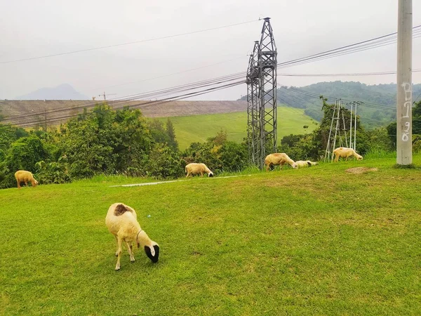 Niektóre Owce Pasą Się Wzgórzach Pobliżu Wieży Wysokiego Napięcia — Zdjęcie stockowe