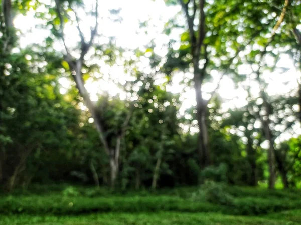 Yeşil Ormanın Odaksız Arka Planı — Stok fotoğraf