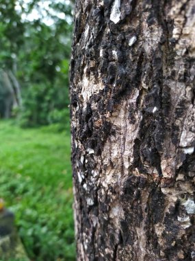 Tree trunk surface. Bark texture. Forest background.
