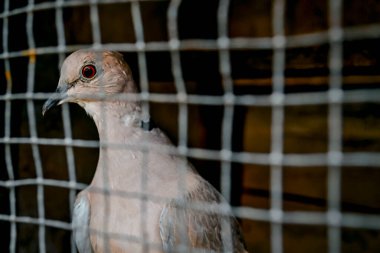 Kafesteki güvercin portresi