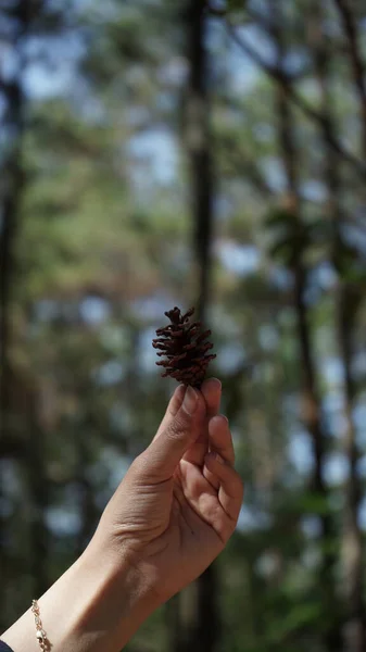 hand holds a pine tree seeds