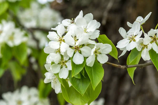 stock image Branches of a wild apple tree with white flowers closeup