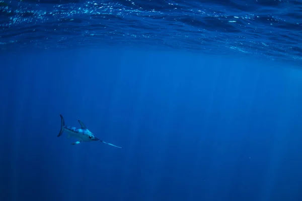 Swordfish Blue — Stock Photo, Image