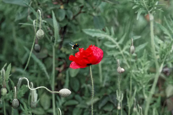 Bee Pollinates Red Poppy Flower Background Green Vegetation — Stock Photo, Image