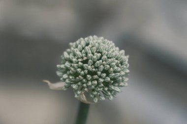 Onion white flower buds about to open up. clipart