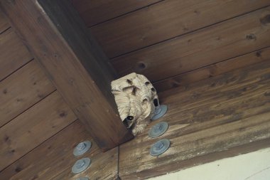 Eşek arısı yuvası ve eşek arıları iş başında..