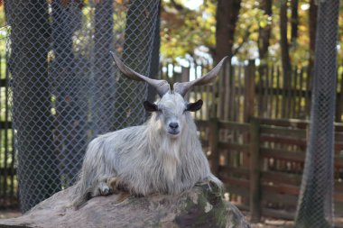 Hayvanat bahçesindeki beyaz keçi