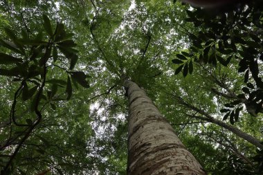 Parktaki yeşil orman