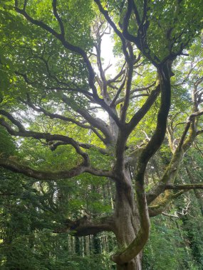 Zaman ve hava tarafından çarpıtılan bu eşsiz ağaç, Kuzey Galler 'de yaşayan bir heykel gibi duruyor. Yüzyılların rüzgârına, yağmuruna ve efsanesine sessiz bir tanık..