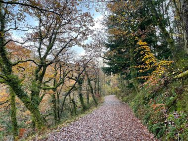 Huzurlu bir orman yolu, turuncu, sarı ve yeşilin gölgeleriyle süslenmiş altın yapraklar, patikalar ve ağaçlarla dolu canlı bir sonbahar manzarası boyunca esiyor..