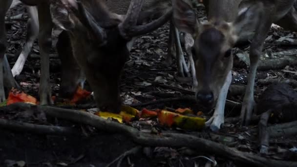 Closeup Shot Deer Feeding Tree Roots — Stock Video
