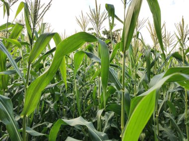 Yeni mısır bitkisinin çiçekleri filizlendi. Hasat geliyor.
