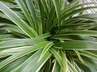 Örümcek bitkisi ya da klorofilyum kombinasyon süsleme bitkisini kapatın. Ev bitkisi.