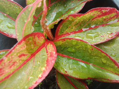 Kızıl Aglaonema 'ya yağmur damlaları çarpıyor. Seçici odak.