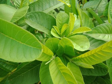 Guava yapraklarının genç filizleri. Kapatın. Doğa arkaplanı