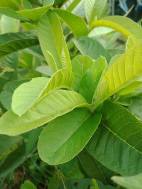 Guava yapraklarının genç filizleri. Kapatın. Doğa arkaplanı