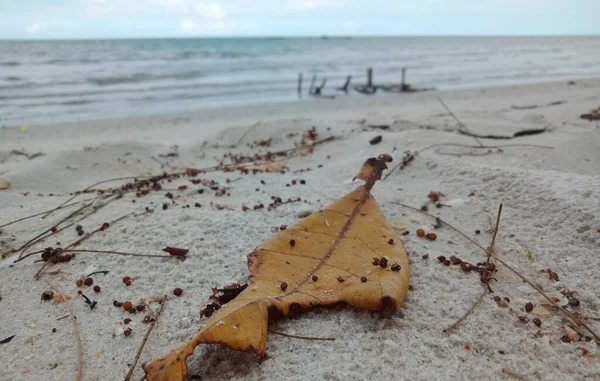 Сухий Лист Прекрасному Пляжному Піску Фон Природи — стокове фото